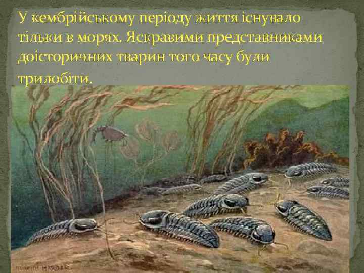 У кембрійському періоду життя існувало тільки в морях. Яскравими представниками доісторичних тварин того часу