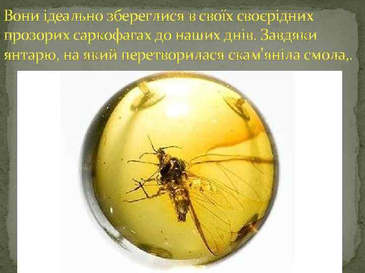 Вони ідеально збереглися в своїх своєрідних прозорих саркофагах до наших днів. Завдяки янтарю, на