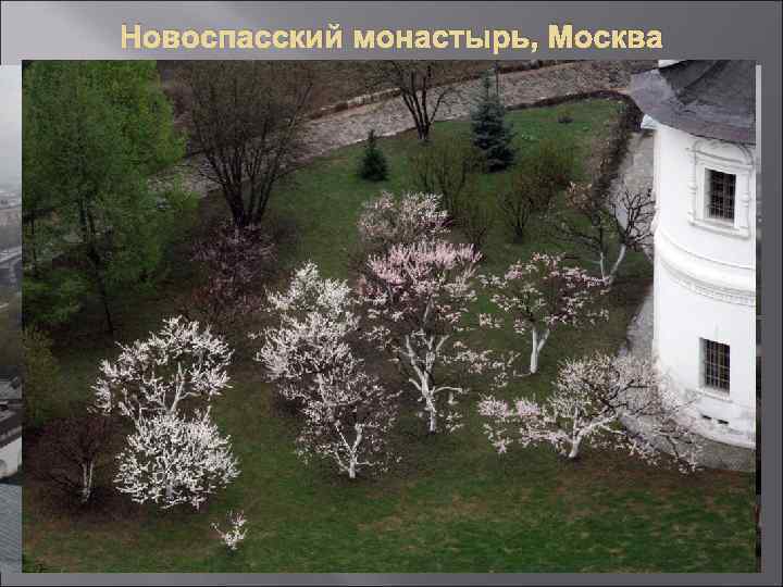 Новоспасский монастырь, Москва 