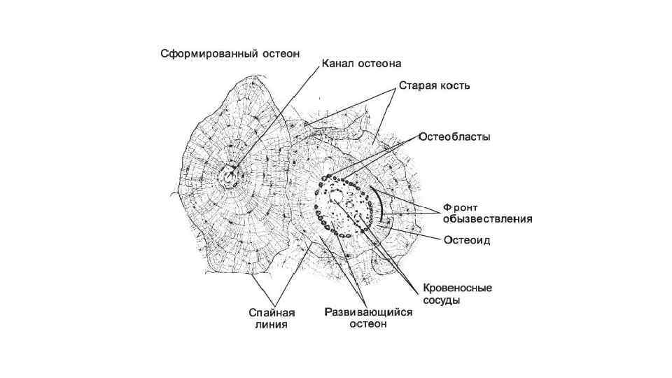 Костная ткань характеристика строение