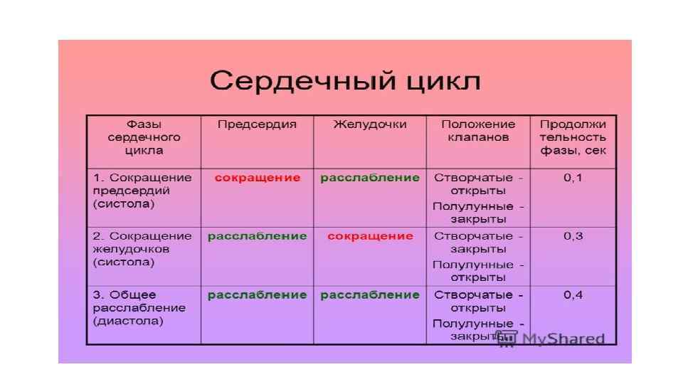 Продолжительность сердечного. Таблица по биологии 8 класс фазы сердечного цикла. Фаза сердечного цикла, Продолжительность фазы. Фаза Длительность состояние предсердий и желудочков таблица. Фазы сердечного цикла таблица.