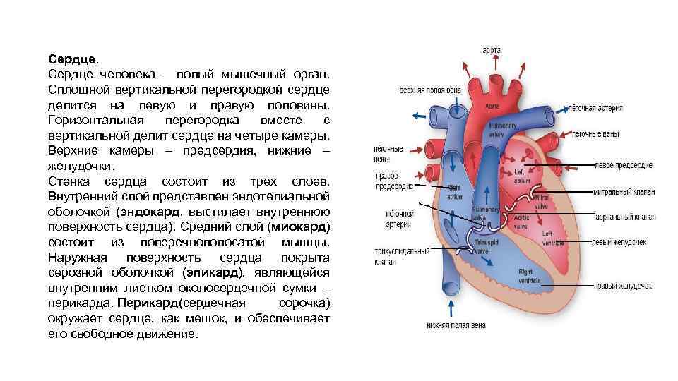 Сердце человека – полый мышечный орган. Сплошной вертикальной перегородкой сердце делится на левую и