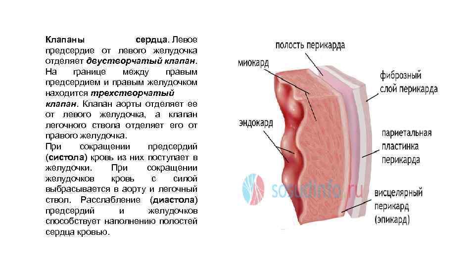 Клапаны сердца. Левое предсердие от левого желудочка отделяет двустворчатый клапан. На границе между правым