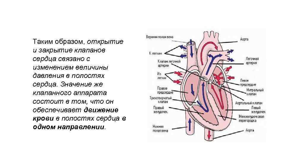 Какая кровь содержится в правой половине сердца. Сердце круги кровообращения схема клапаны. Движение крови по сердцу схема. Сердце человека строение движение крови. Клапаны сердца анатомия.