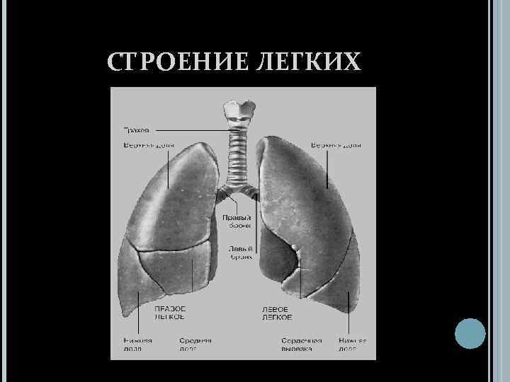 Строение легких человека