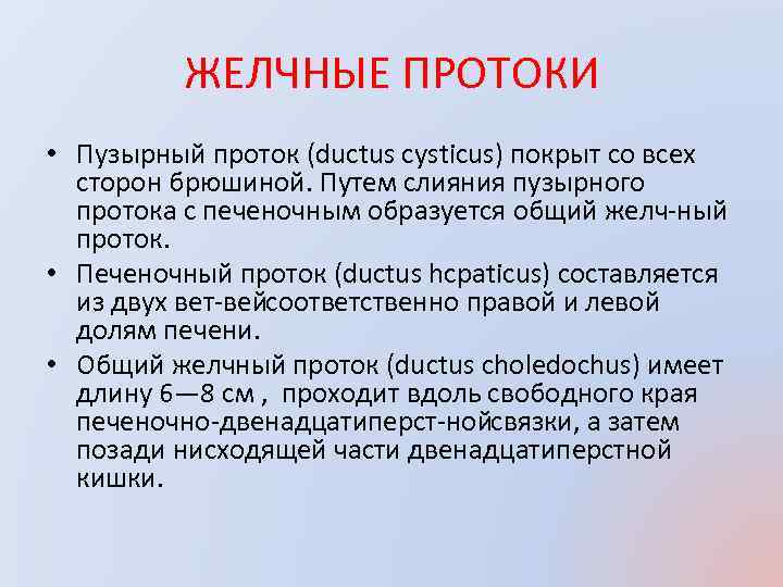 ЖЕЛЧНЫЕ ПРОТОКИ • Пузырный проток (ductus cysticus) покрыт со всех сторон брюшиной. Путем слияния