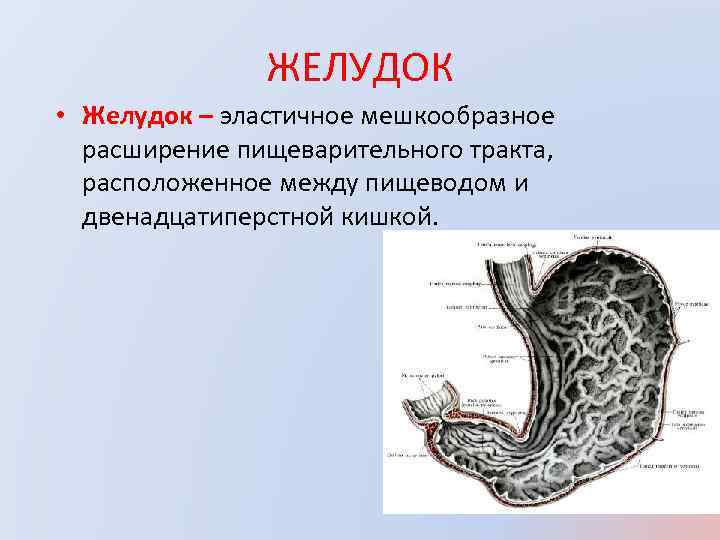 Анатомия брюшной полости человека в картинках