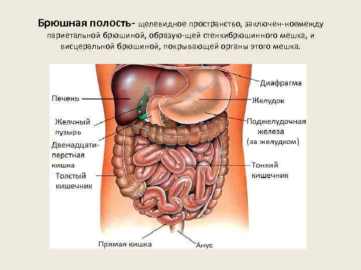 Брюшная полость щелевидное пространство, заключен ное ежду м париетальной брюшиной, образую щей стенки рюшинного