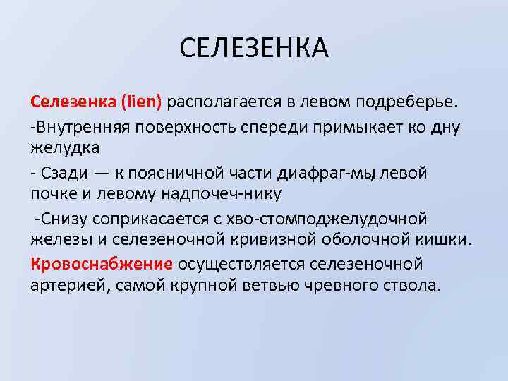 СЕЛЕЗЕНКА Селезенка (lien) располагается в левом подреберье. Внутренняя поверхность спереди примыкает ко дну желудка