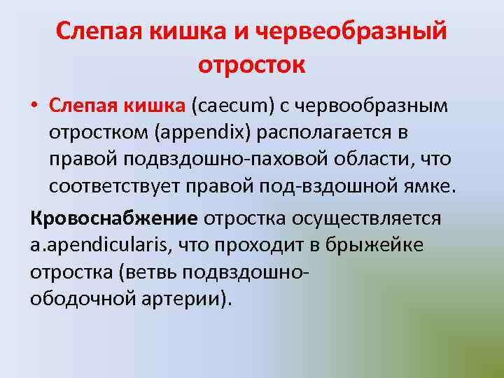 Слепая кишка и червеобразный отросток • Слепая кишка (caecum) с червообразным отростком (appendix) располагается