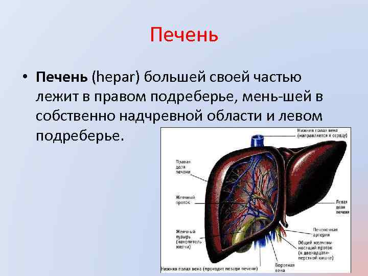 Печень • Печень (hepar) большей своей частью лежит в правом подреберье, мень шей в