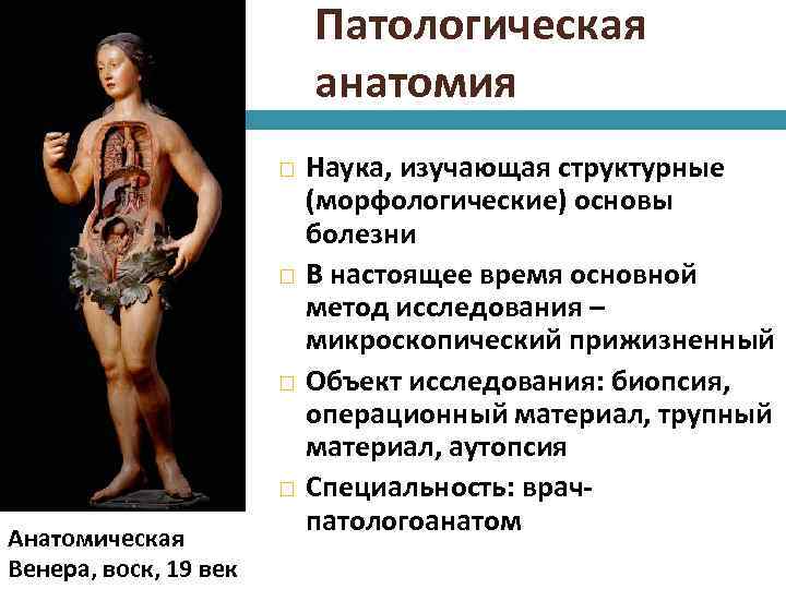 Патологическая анатомия Анатомическая Венера, воск, 19 век Наука, изучающая структурные (морфологические) основы болезни В