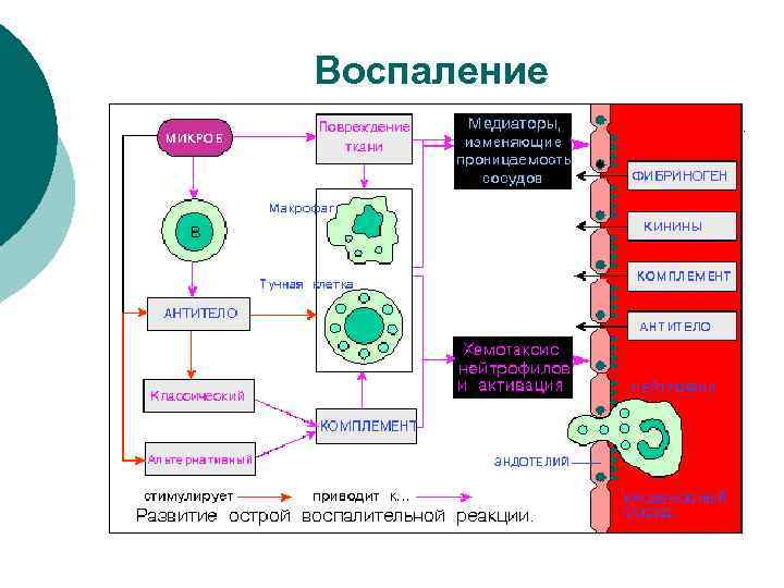 Схемы воспалительную реакцию тканей на внедрение микробов