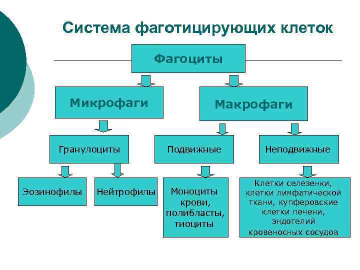 Система фаготицирующих клеток Фагоциты Микрофаги Гранулоциты Эозинофилы Нейтрофилы Макрофаги Подвижные Моноциты крови, полибласты, тиоциты