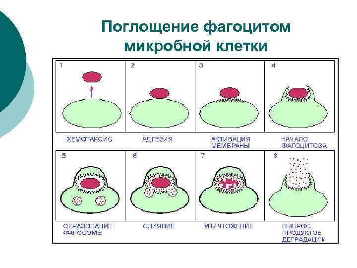 Поглощение фагоцитом микробной клетки 
