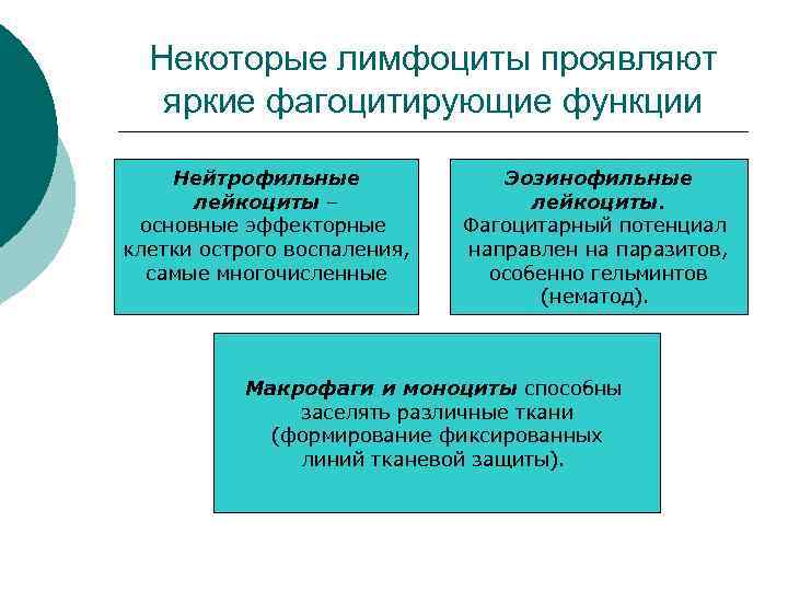 Некоторые лимфоциты проявляют яркие фагоцитирующие функции Нейтрофильные лейкоциты – основные эффекторные клетки острого воспаления,