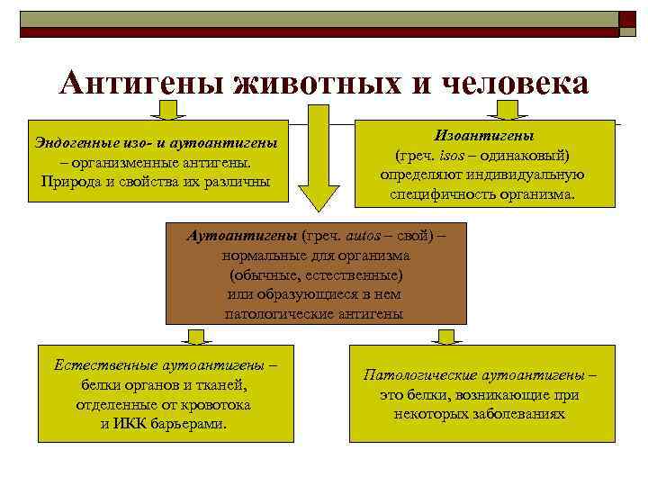 Антигены животных и человека Эндогенные изо- и аутоантигены – организменные антигены. Природа и свойства