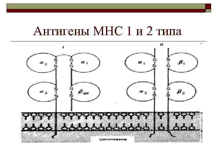 Антигены МНС 1 и 2 типа 