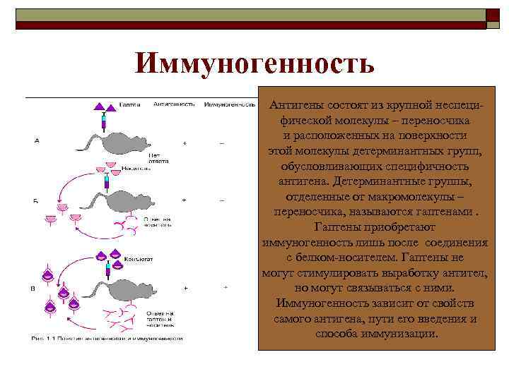 Презентация антигенов иммунология