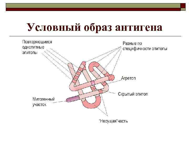 Условный образ антигена 