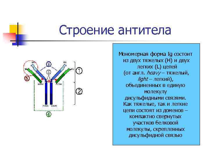 Антитела презентация иммунология