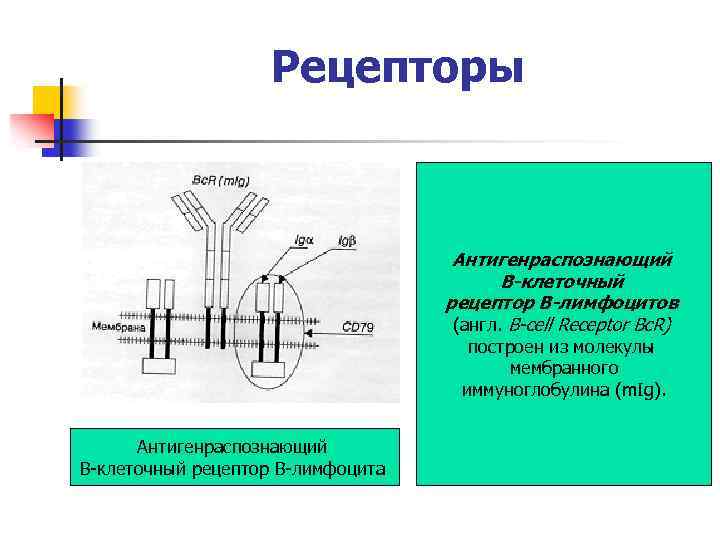 Рецепторы Антигенраспознающий В-клеточный рецептор В-лимфоцитов (англ. B-cell Receptor Bc. R) построен из молекулы мембранного