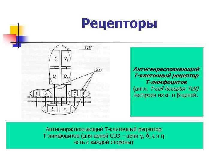 Рецепторы Антигенраспознающий Т-клеточный рецептор Т-лимфоцитов (англ. T-cell Receptor Tc. R) построен из α- и