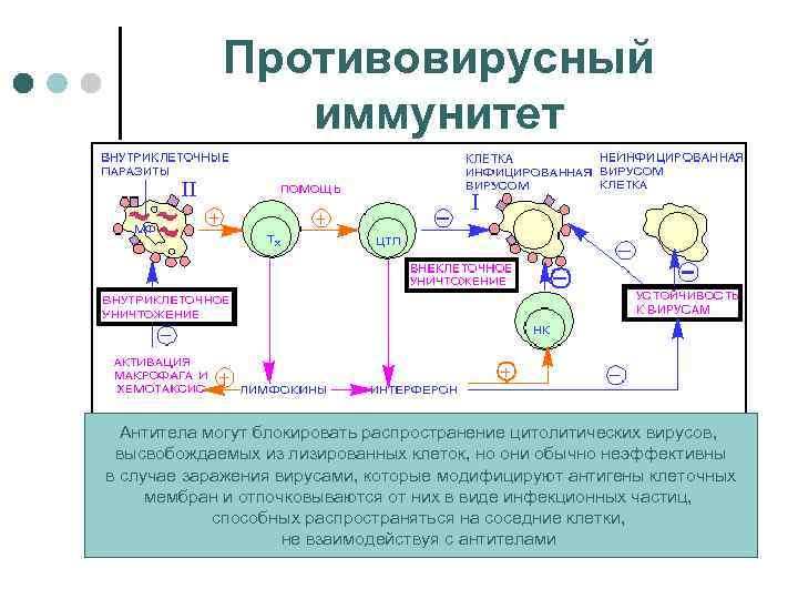 Противовирусный иммунитет Антитела могут блокировать распространение цитолитических вирусов, высвобождаемых из лизированных клеток, но они