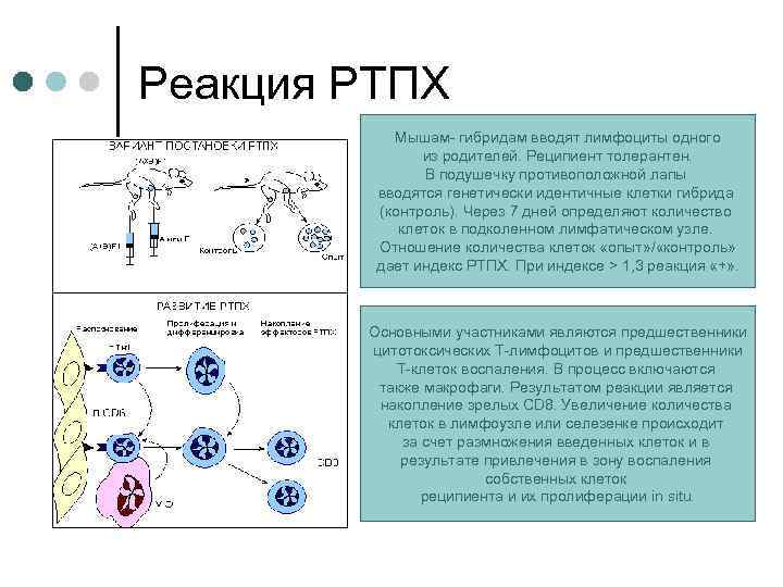 Реакция РТПХ Мышам- гибридам вводят лимфоциты одного из родителей. Реципиент толерантен. В подушечку противоположной