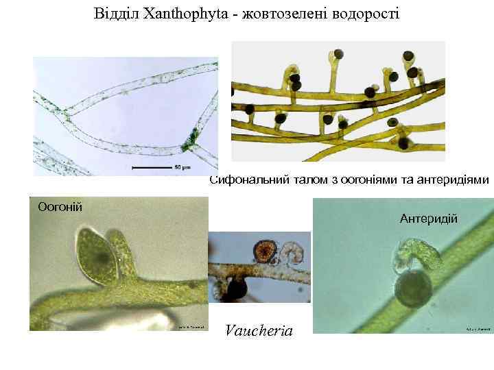 Відділ Xanthophyta - жовтозелені водорості Сифональний талом з оогоніями та антеридіями Оогоній Антеридій Vaucheria