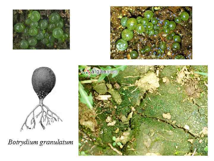 Botrydium granulatum 