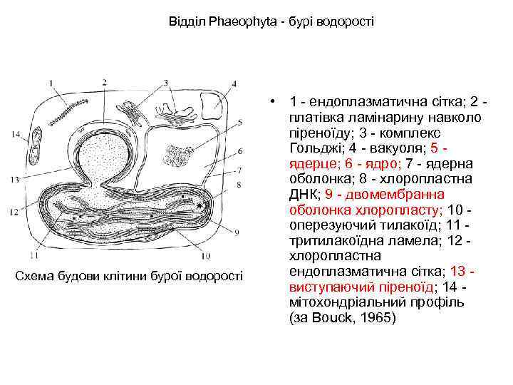 Відділ Phaeophyta - бурі водорості Схема будови клітини бурої водорості • 1 - ендоплазматична