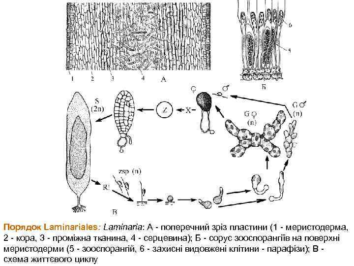 Порядок Laminariales: Laminaria: А - поперечний зріз пластини (1 - меристодерма, 2 - кора,