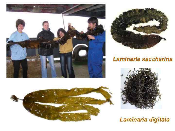 Laminaria saccharina Laminaria digitata 