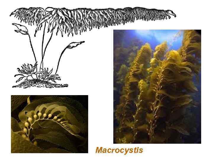 Бурые водоросли прикрепляются. Бурая водоросль (Macrocystis pyrifera),. Макроцистис и хлорелла. Строение водоросли макроцистис. Макроцистис индийский океан.
