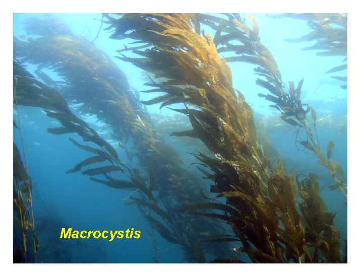 Macrocystis 
