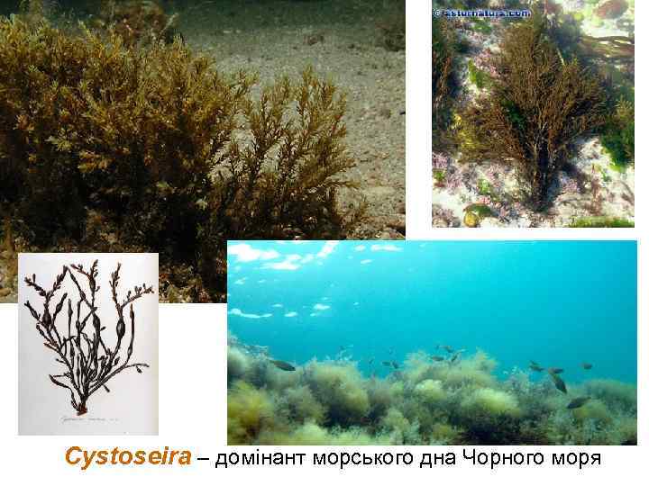Cystoseira – домінант морського дна Чорного моря 