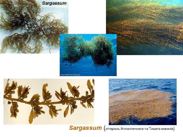 Sargassum (літораль Атлантичного та Тихого океанів) 