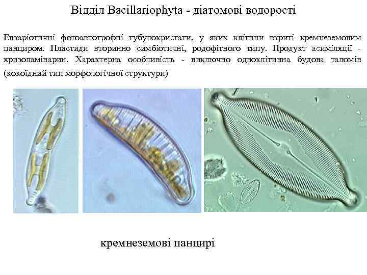 Відділ Bacillariophyta - діатомові водорості Евкаріотичні фотоавтотрофні тубулокристати, у яких клітини вкриті кремнеземовим панциром.