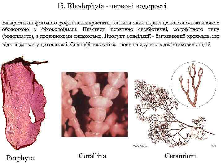 15. Rhodophyta - червоні водорості Евкаріотичні фотоавтотрофні платикристати, клітини яких вкриті целюлозно-пектиновою оболонкою з