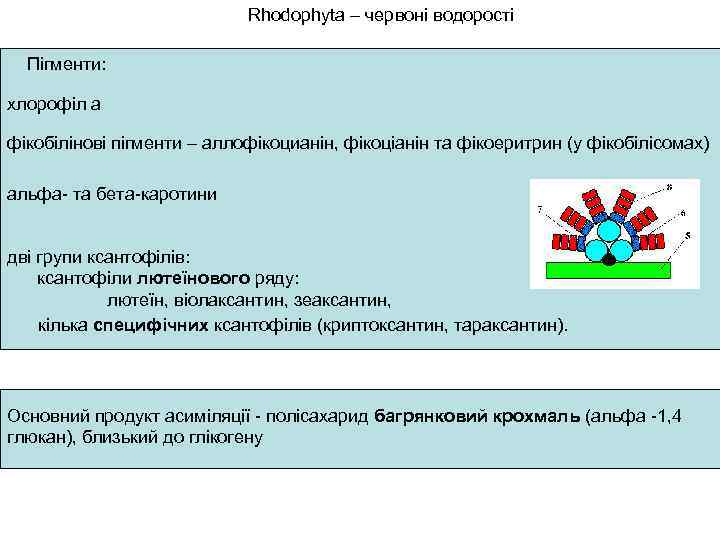 Rhodophyta – червоні водорості Пігменти: хлорофіл а фікобілінові пігменти – аллофікоцианін, фікоціанін та фікоеритрин