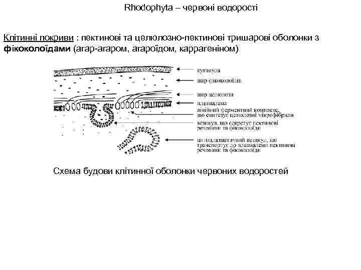 Rhodophyta – червоні водорості Клітинні покриви : пектинові та целюлозно-пектинові тришарові оболонки з фікоколоїдами