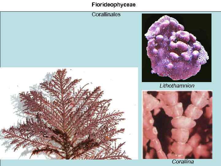 Florideophyceae Corallinales Lithothamnion Corallina 