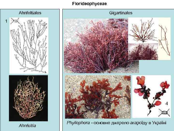 Florideophyceae Ahnfeltiales Gigartinales 1 4 Ahnfeltia Phyllophora - основне джерело агароїду в Україні 
