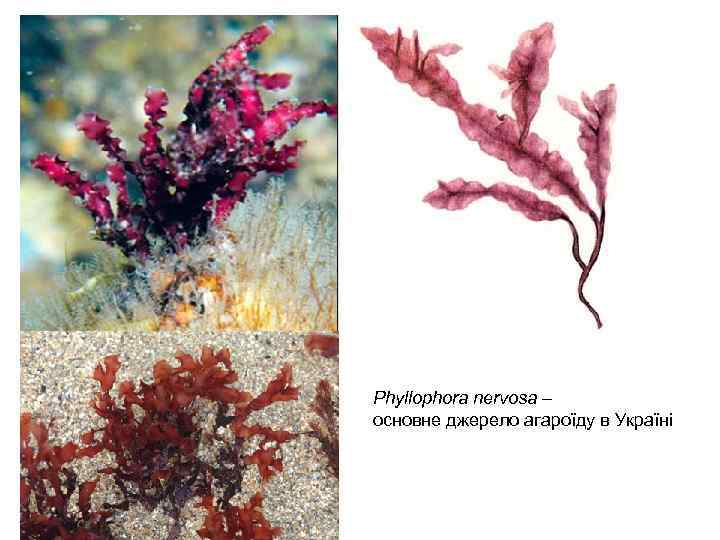 Phyllophora nervosa – основне джерело агароїду в Україні 