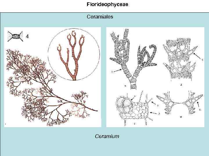 Florideophyceae Ceramiales 4 Ceramium 