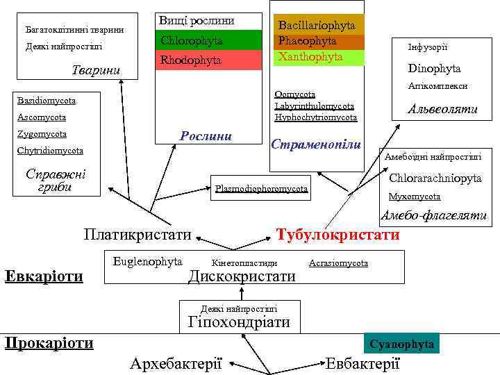Багатоклітинні тварини Деякі найпростіші Тварини Вищі рослини Bacillariophyta Phaeophyta Xanthophyta Chlorophyta Rhodophyta Інфузорії Dinophyta
