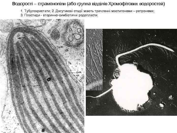 Водорості – страменопіли (або группа відділів Хромофітових водоростей) 1. Тубулокристати; 2. Джгутикові стадії мають