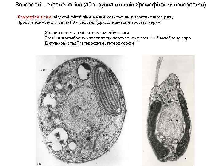 Водорості – страменопіли (або группа відділів Хромофітових водоростей) Хлорофіли а та с; відсутні фікобіліни;