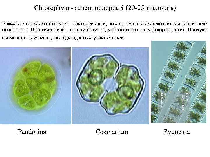 Chlorophyta - зелені водорості (20 -25 тис. видів) Евкаріотичні фотоавтотрофні платикристати, вкриті целюлозно-пектиновою клітинною